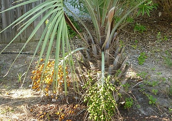 Butia capitata.