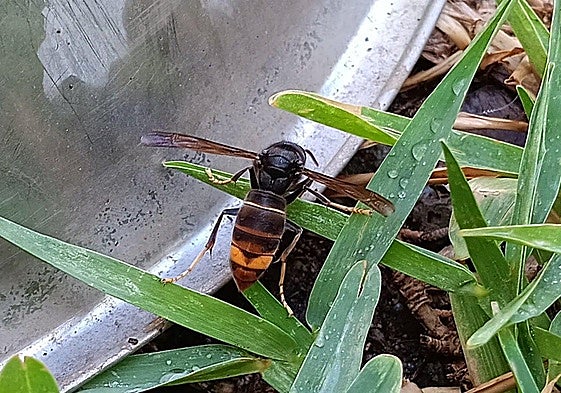 Elderly man dies after being stung several times by Asian hornets in Spain