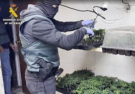 One arrested and searches in Malaga as part of major marijuana trafficking operation