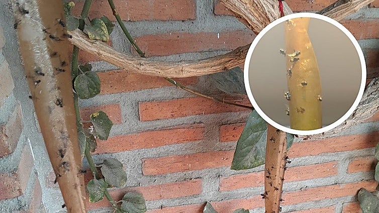Plague of flies disrupts daily life in Malaga's Guadalhorce valley