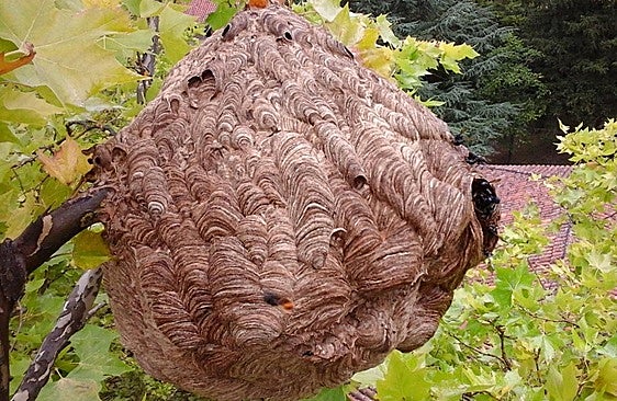 Three dead in two weeks in Galicia after Asian hornet attacks