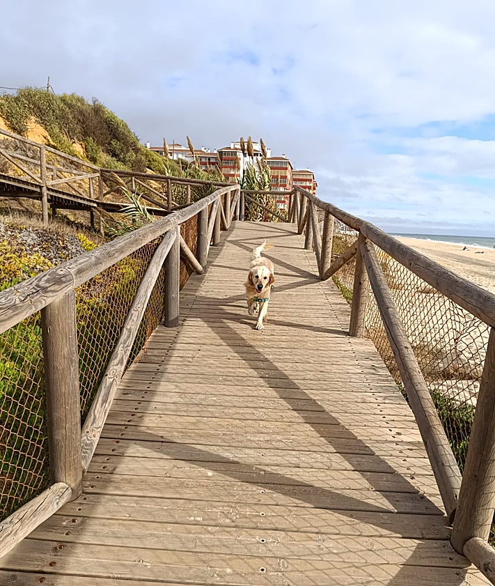 Imagen secundaria 2 - Animals enjoy the town.