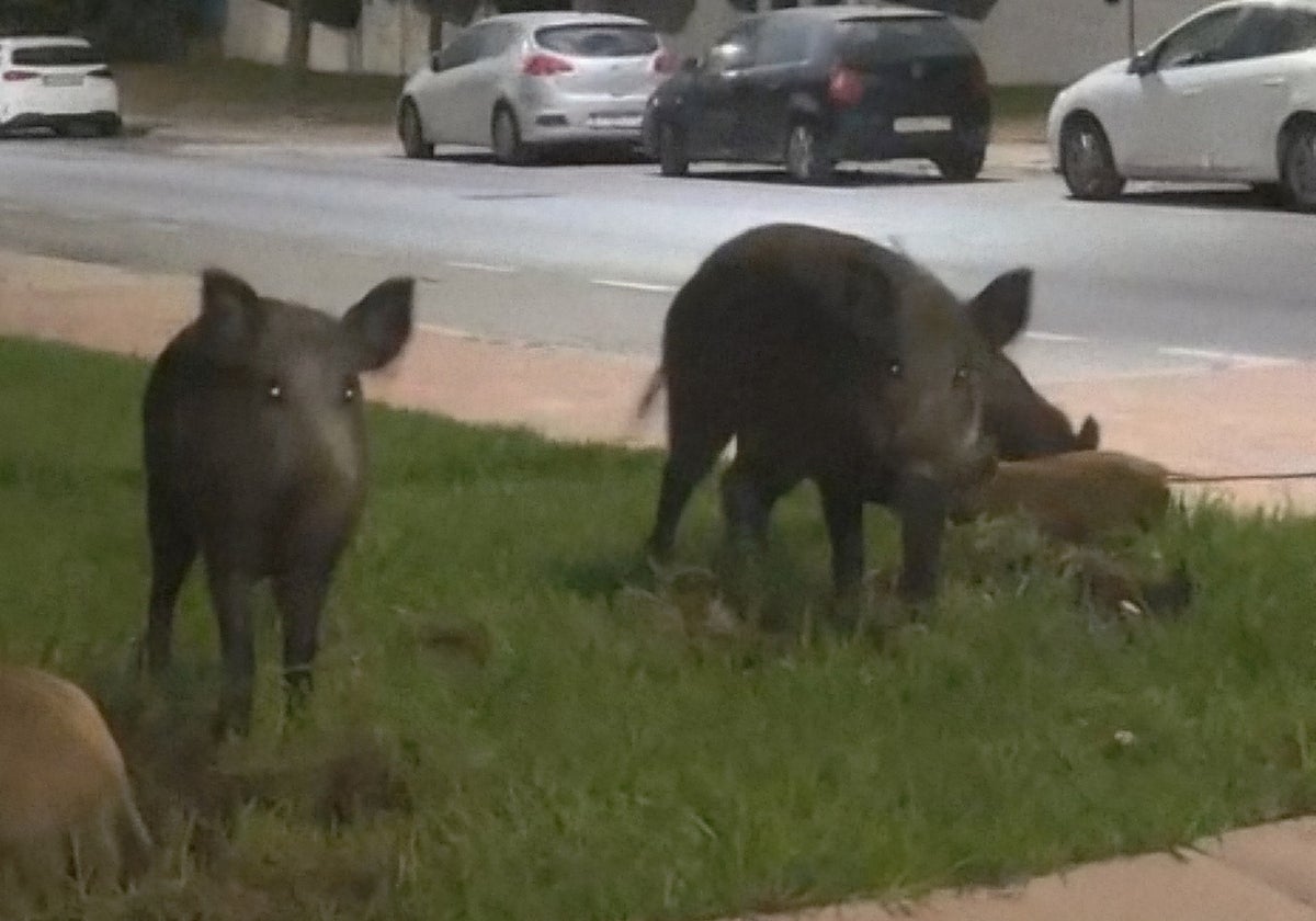 Screenshot from a video taken by a resident who came across the wild boars in Capellanía.