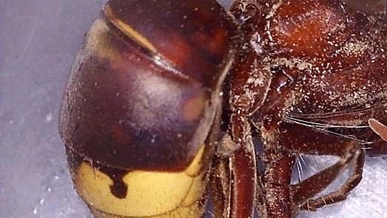 Dangerous Asian hornet detected on Spain's Costa Tropical for first time