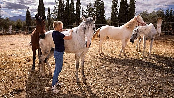 Several horses from Malaga will continue to pull tourist carriages in other cities in Spain