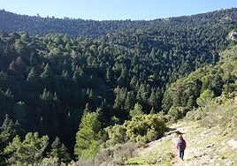 Spanish fir forest in the Sierra de las Nieves.