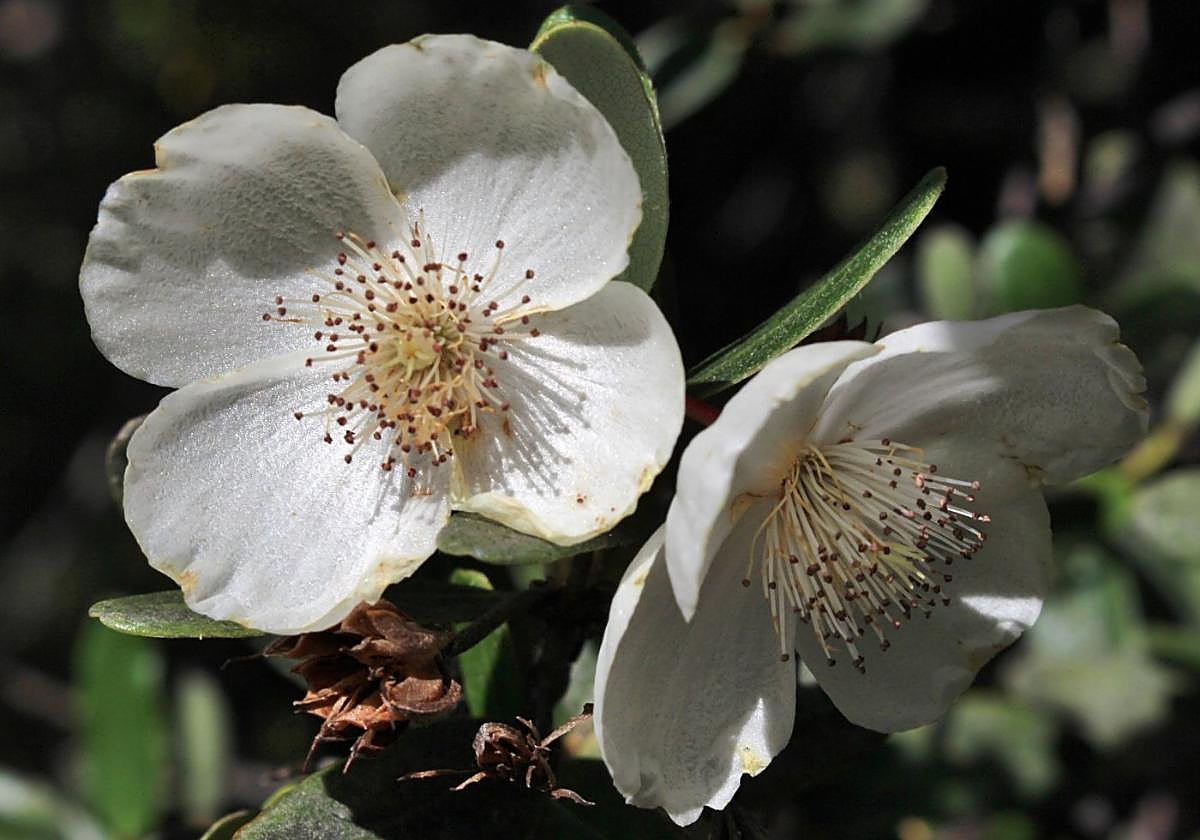 Eucryphia lucida.