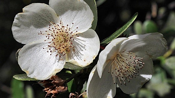 Gardening in southern Spain: Eucryphia lucida