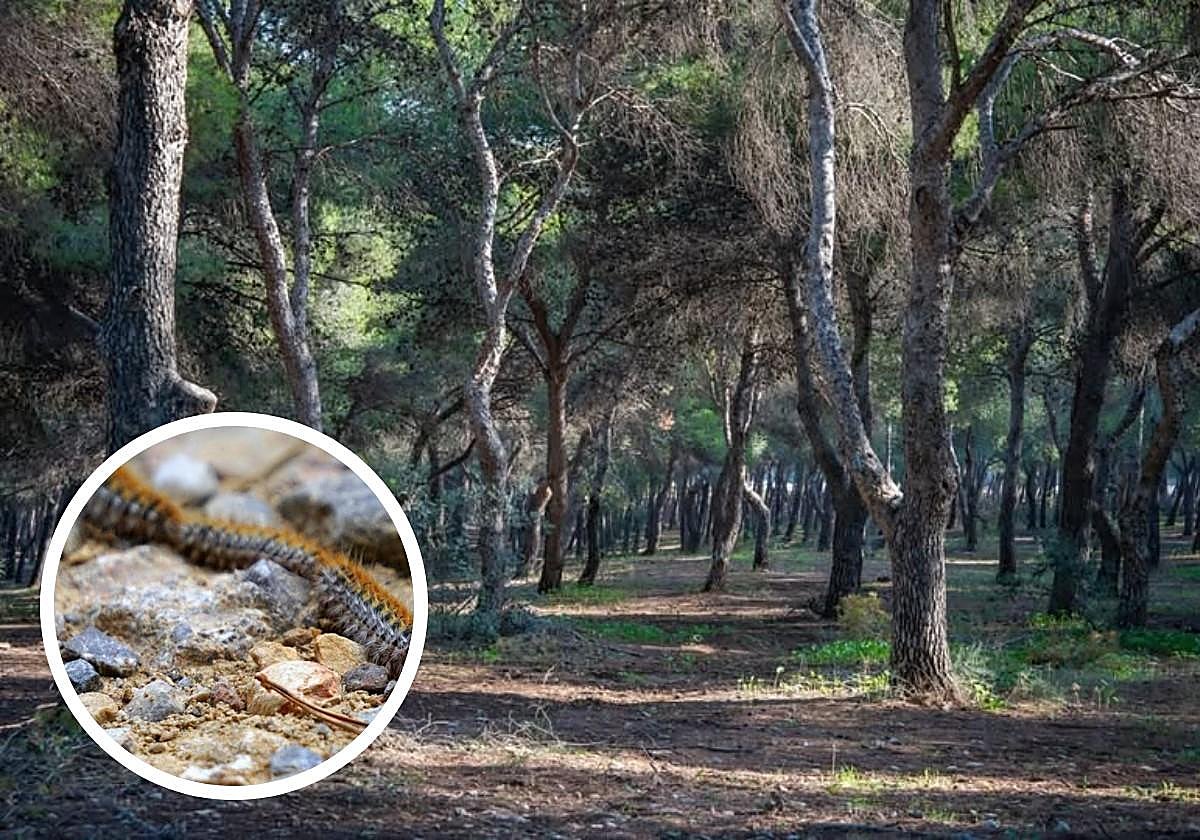 A total of 6,290 pine trees will be sprayed with a foliar treatment.