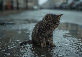 Common mistakes when taking in stray cats and dogs: sound advice from a vet in Spain