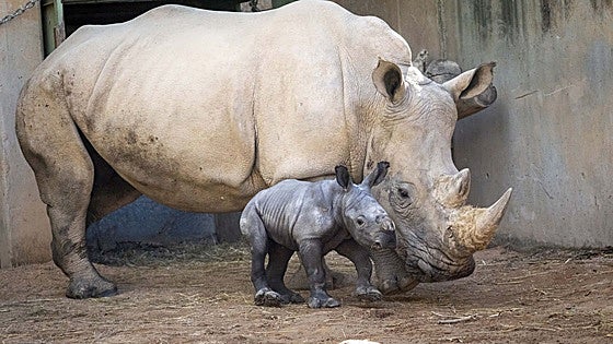 These are the first images captured of rare white rhino born at Bioparc Valencia in Spain