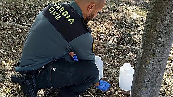 Man arrested for killing more than 100 street cats in Toledo