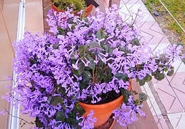 Plectranthus ecklonii.