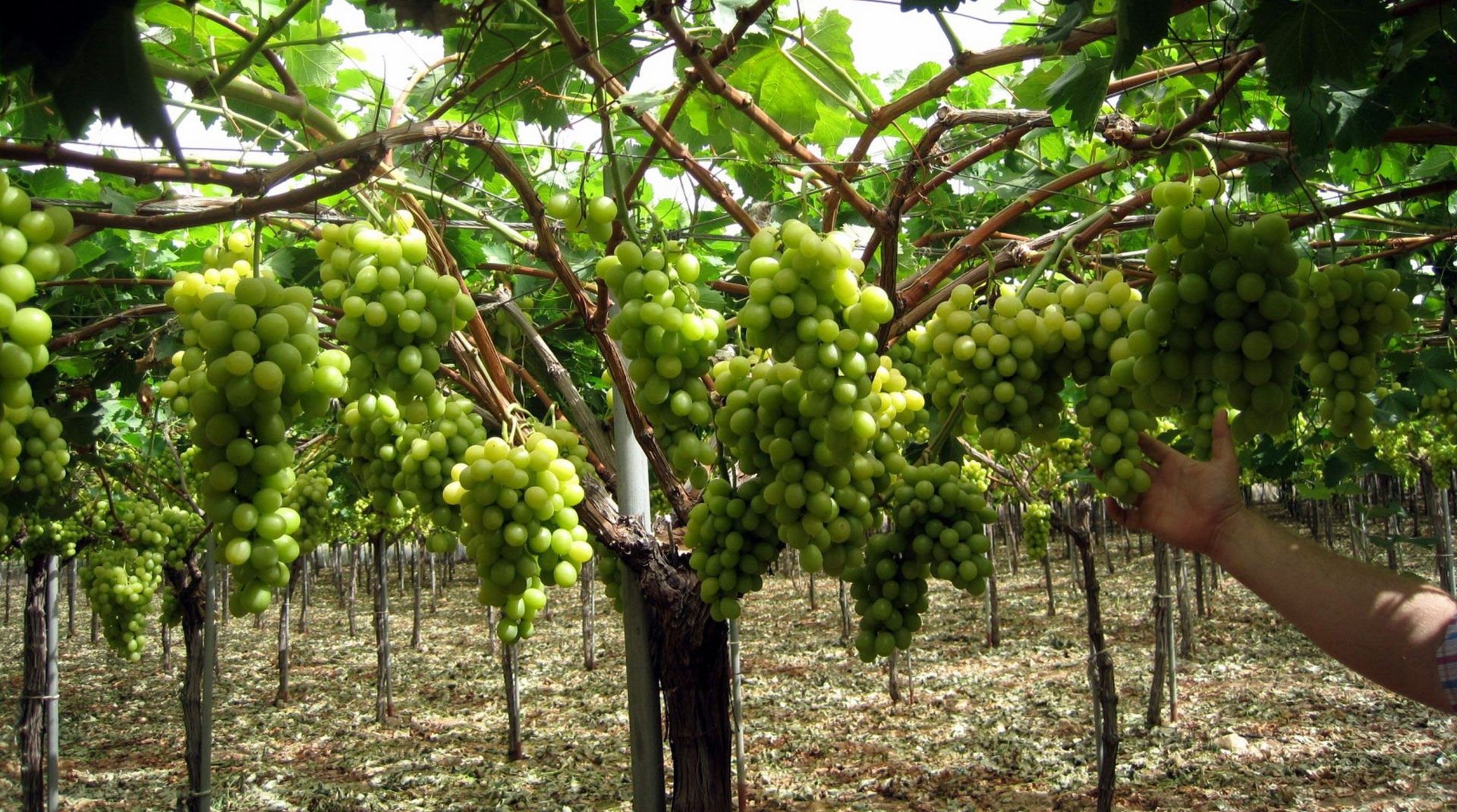 Stop talking 'terroir'