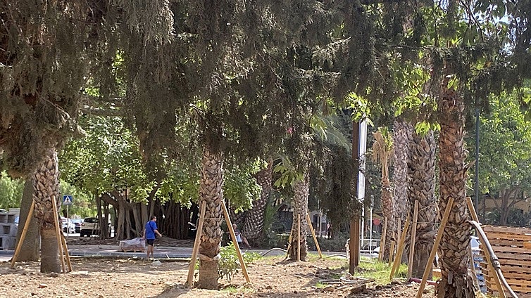 Benalmádena plans to plant over 700 new trees