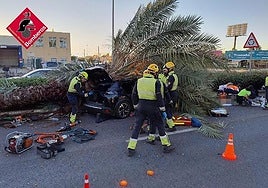 Young man dies after palm tree crushes his car while he was driving on Spain's Costa Blanca