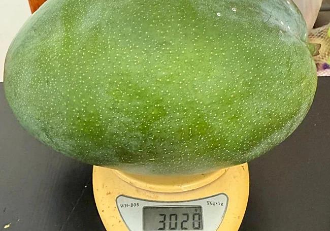 Photo of the mango harvested by Ricardo.