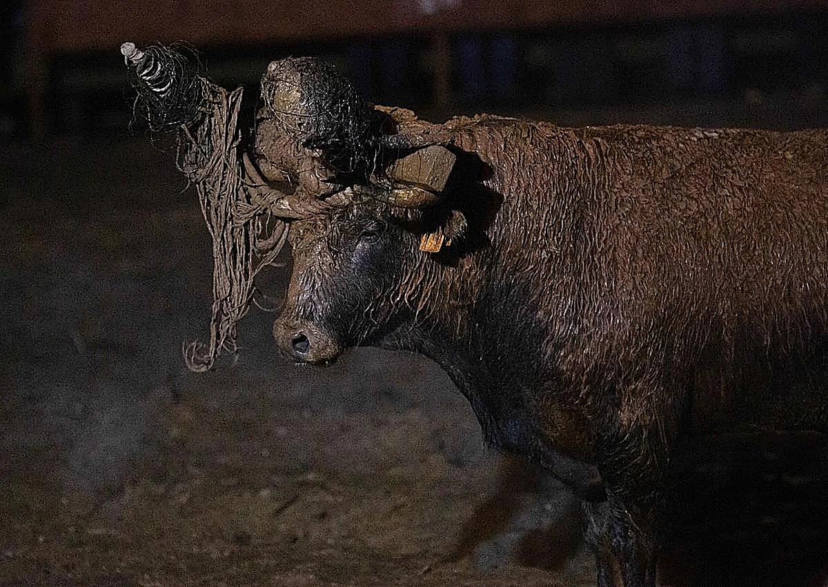 Imagen secundaria 1 - A protest was held demanding the cancellation of the Toro Jubilo festival. The bull, covered in mud and with its horns adorned with flaming balls and the moment they were lit.