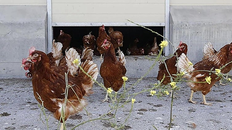Government hints at possible intervention to control egg prices following bird flu spike in Spain