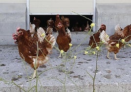 Hens on an organic farm in Bilbao.