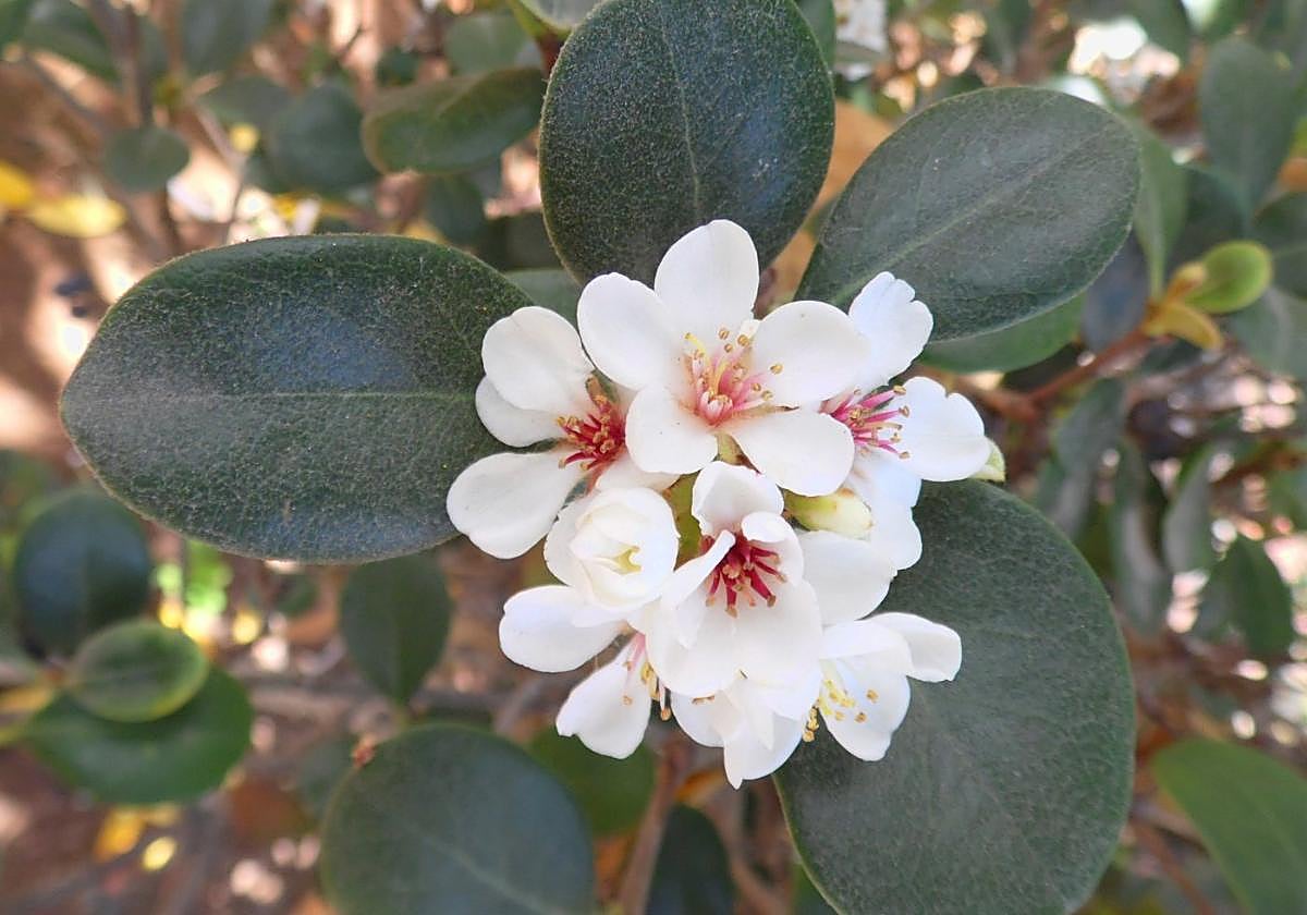 Gardening in southern Spain: Indian hawthorn