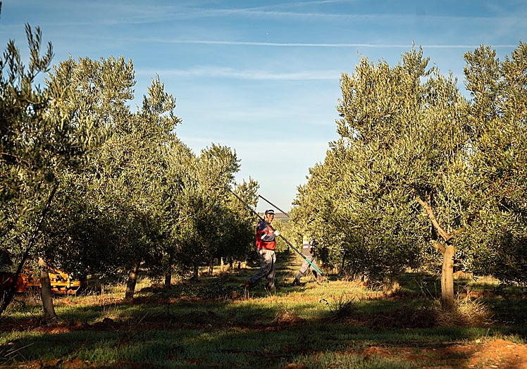 The olive trees are lined up in a precise order and form seemingly eternal rows.