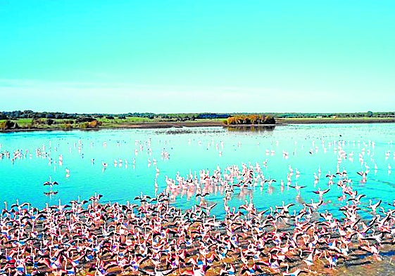 Doñana wetlands crisis threatens to become chronic despite the heavy rains of 2025