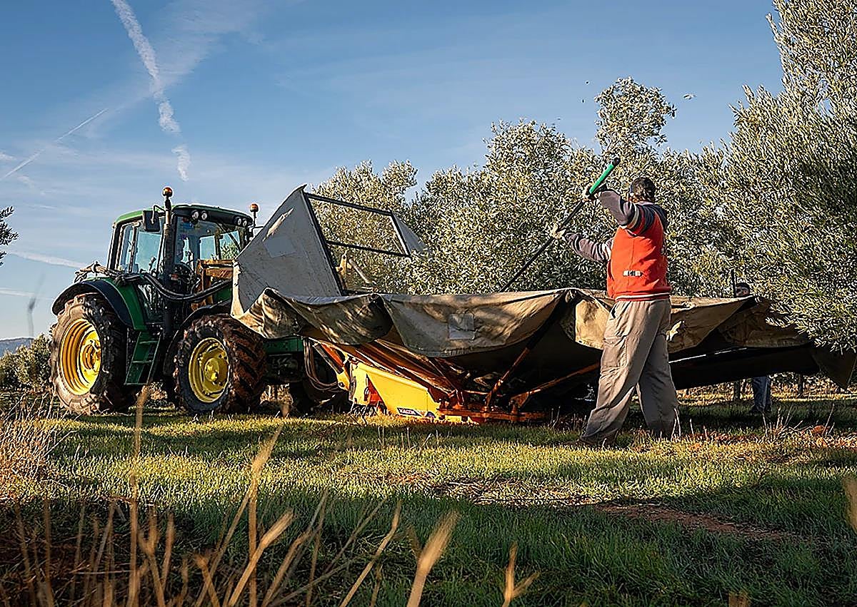 Imagen secundaria 1 - A day harvesting olives in Malaga province: 'The trees are like water, without them there is no life'