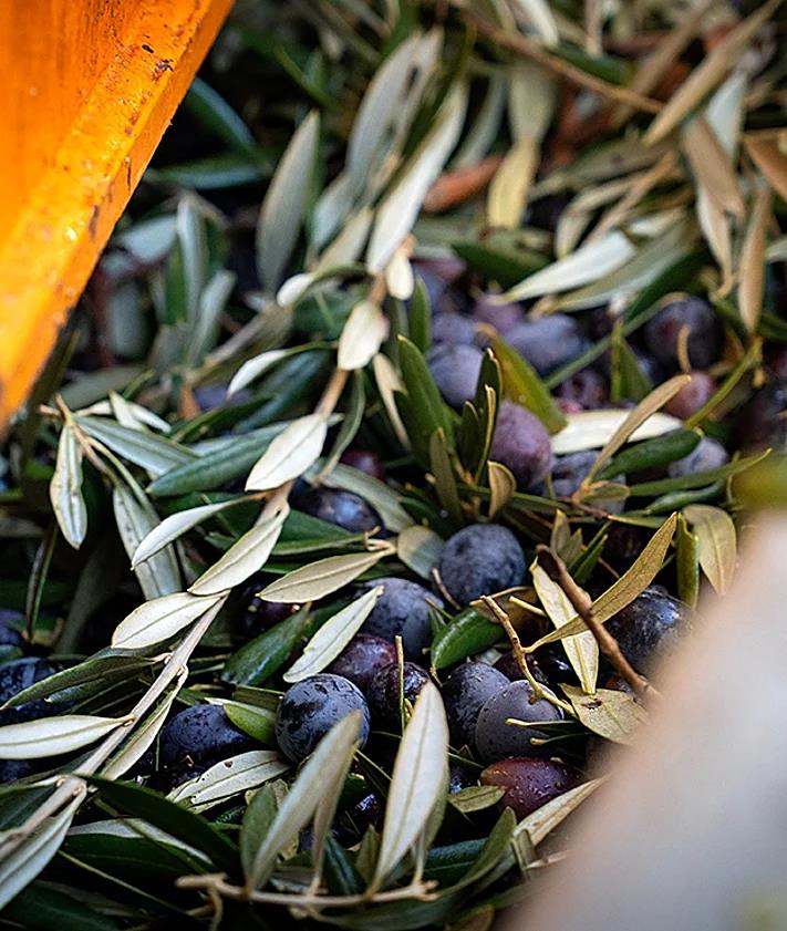 Imagen secundaria 2 - A day harvesting olives in Malaga province: &#039;The trees are like water, without them there is no life&#039;