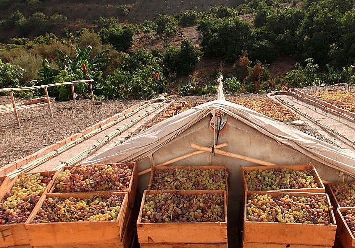 Grapes ready to be dried in the Axarquía