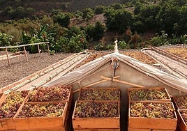 Grapes ready to be dried in the Axarquía