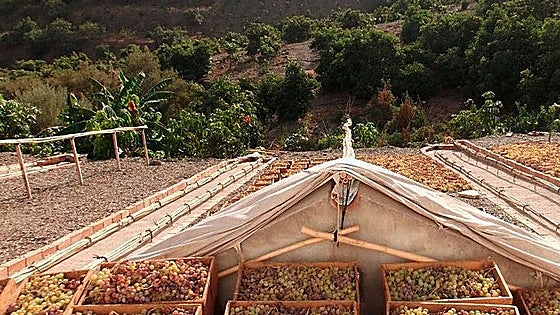 Competition seeks to promote Malaga raisins in baking