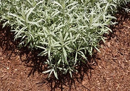 Artemisia ludoviciana.