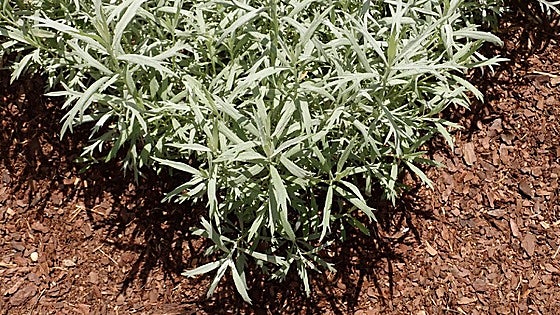 Recommended for your garden in the south of Spain: Artemisia ludoviciana