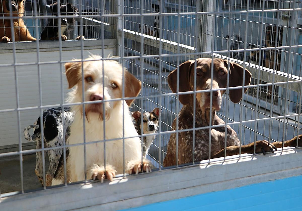 A Christmas market to raise funds for animals in shelters