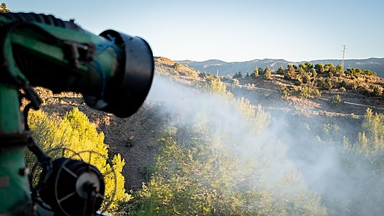 Cannons and sprayers: Malaga prepares pine trees against processionary plague