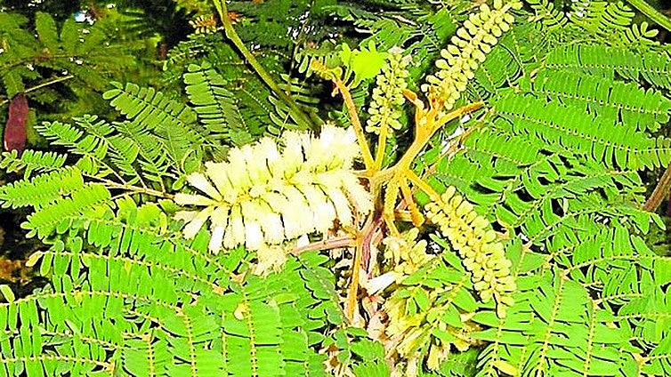 Recommended for your garden in the south of Spain: Paraserianthes lopantha