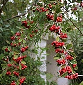 Cotoneaster coriaceus.