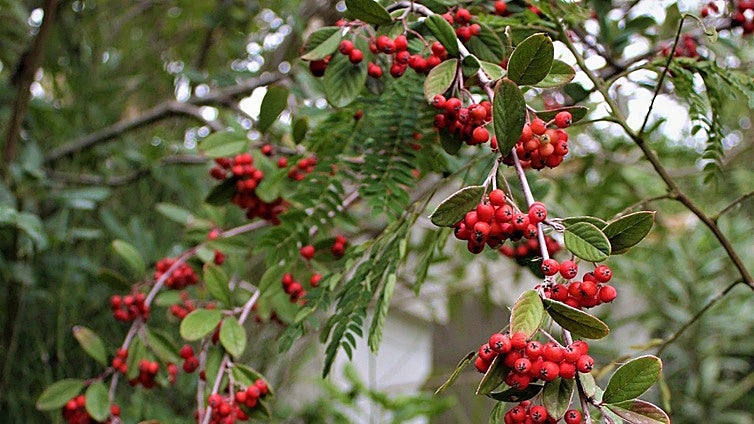 Recommended for your garden in the south of Spain: Cotoneaster coriaceus