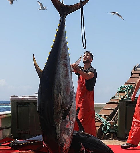 Disappearing Mediterranean tuna