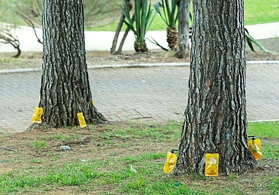 Archive photo of a phytosanitary treatment in Marbella.