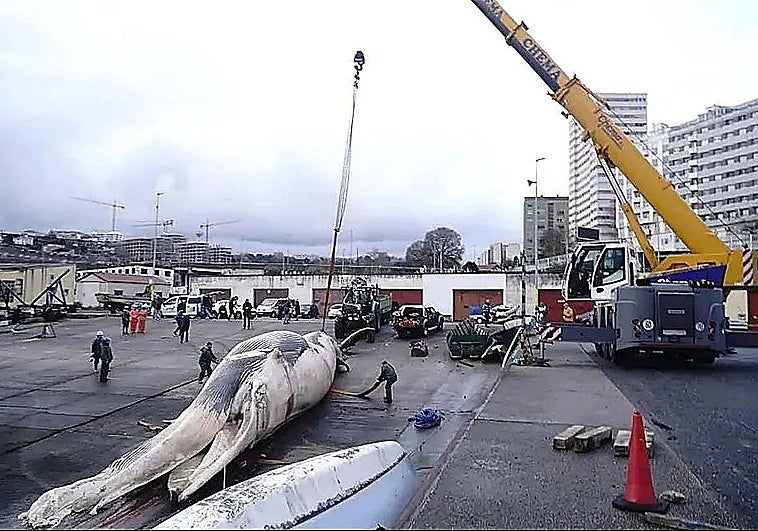Large-scale operation to remove 25-metre whale washed ashore in northern Spain