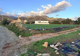 Agricultural plots in the Vega de Maro area with the old San Joaquin sugar cane factory in the background