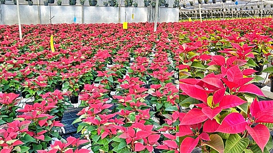 The most typical Christmas plant... mainly grown in Andalucia