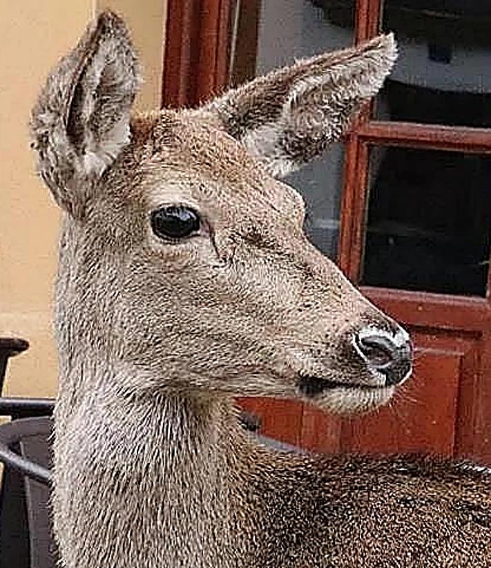 Imagen secundaria 2 - Pepa with Javier Alonso