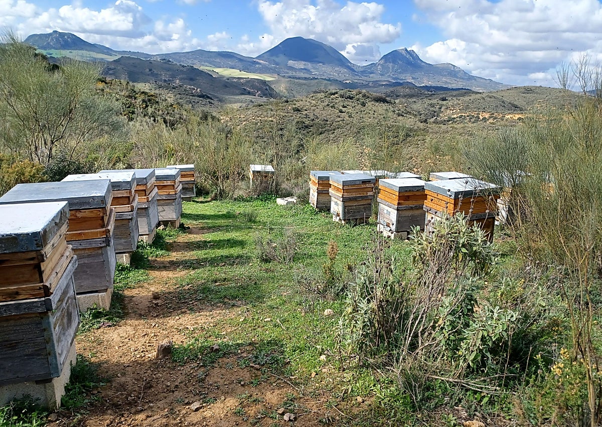 Imagen secundaria 1 - The best honey in Andalucía comes from the Malaga mountains