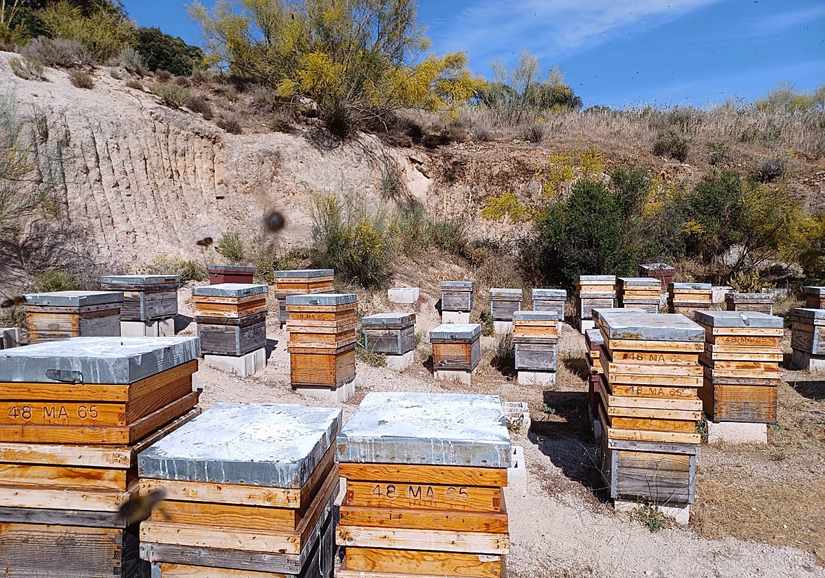 Imagen principal - The best honey in Andalucía comes from the Malaga mountains