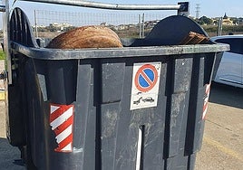 Used coffin found in bin behind Spanish cemetery