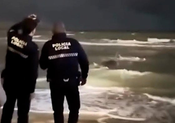 The pilot whale stranded on the beach at Puerto Marina.