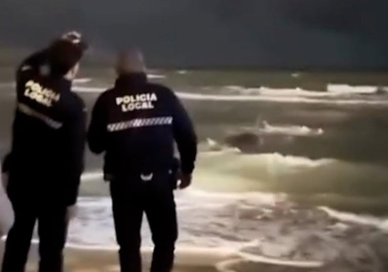 The pilot whale stranded on the beach at Puerto Marina.